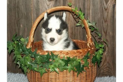 zwei_rueden_siberian_husky_welpen_suchen_noch_ein_schoenes_neu_1