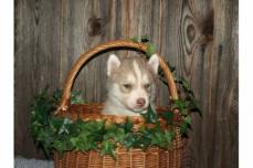 Zwei R�den Siberian Husky Welpen suchen noch ein sch�nes neu