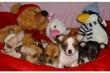 Reinrassige Mini Chihuahua Welpen mit FCI Papiere