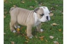 Wundersch�ne Englisch Bulldog Welpen 12 Wochen
