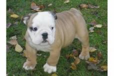 Wundersch�ne Englisch Bulldog Welpen 12 Wochen