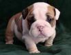 English Bulldog - Englische Bulldogge Welpen
