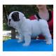 S��er English Bulldoggen Welpen m. Stammbaum