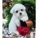 S��e kleine Malteser Welpen f�r sie.