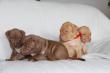 Niedlich und liebenswert Pit Bull Welpen zu verkaufen
