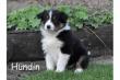 Wir haben noch drei reinrassige Australian Sheperd Welpen zu