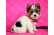 Biewer Yorkshire Terrier