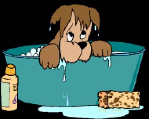 hundesalon_bzw_mobiler_hundefriseur_tinas_beautydogs