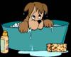 Hundesalon bzw.  mobiler Hundefriseur (Tinas Beautydogs)