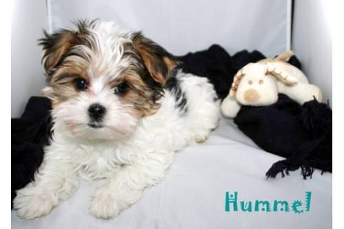 super_suesse_niedliche_kleine_biewer_yorkshire_welpen_suchen_1