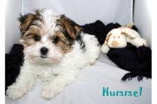 Super s��e, niedliche kleine Biewer Yorkshire Welpen suchen