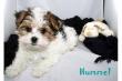 Super s��e, niedliche kleine Biewer Yorkshire Welpen suchen