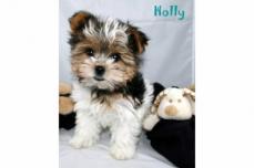 Super s��e, niedliche kleine Biewer Yorkshire Welpen suchen