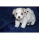 Super s��e kleine Malteser Welpen.