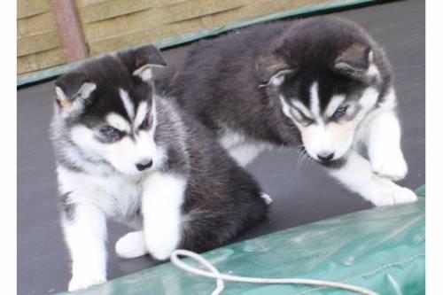 schone_siberian_husky_welpen_1