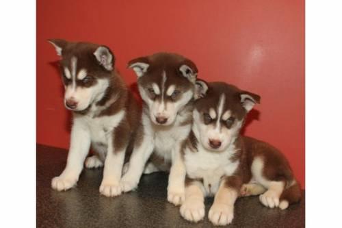 schone_siberian_husky_welpen_2