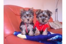 Yorkshire Terrier Welpen 11Wochen Alt