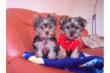 Yorkshire Terrier Welpen 11Wochen Alt