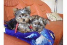 Yorkshire Terrier Welpen 11Wochen Alt