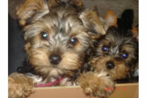 yorkshire_terrier_welpen_wochen_alt_3