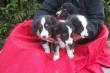 Australian Shepherd Welpen aus Top-Verpaarung abzugeben