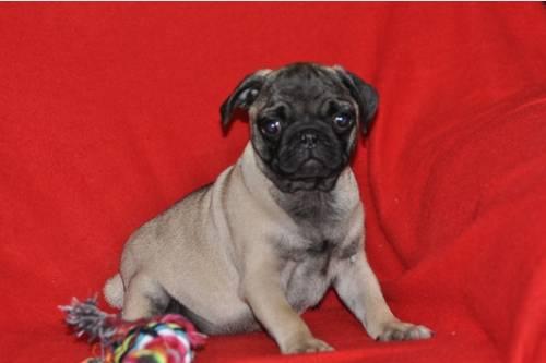 wochen_alte_mops_welpen_mit_ahnentafel_vom_icr