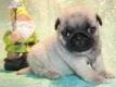 niedlichen Mops Welpen suchen ein neues Zuhause.