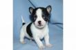 chihuahua welpen