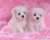 s��e Malteser und Puli Welpen