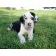 ***** DEUTSCHE DOGGENWELPEN aus seri�ser Liebhaberzucht ****