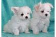 Malteser und Mini Malteser mit traumhaften Puppen-Gesich