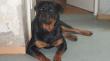 NOTVERGABE Rottweiler-H�ndin