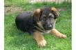 Deutsche Sch�ferhund-Welpen zu verkaufen
