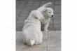 S��e Golden Retriever Welpen geimpft und entwurmt, nur in l