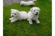 West Highland White Terrier Welpen m. Papiere