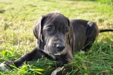 Schwarze Deutsche Doggenwelpen zu verkaufen