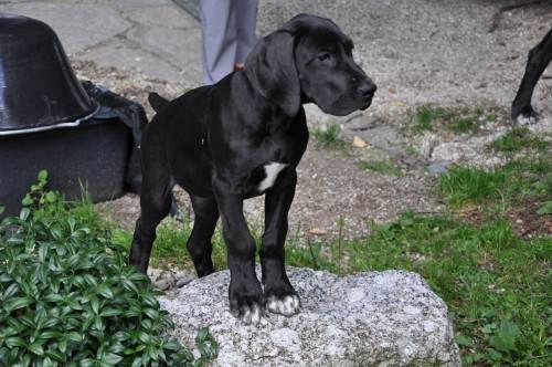 schwarze_deutsche_doggenwelpen_zu_verkaufen_2