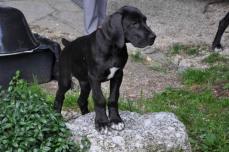 Schwarze Deutsche Doggenwelpen zu verkaufen