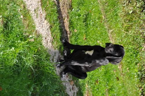 schwarze_deutsche_doggenwelpen_zu_verkaufen_3