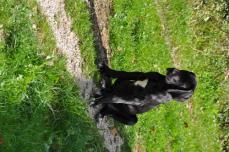 Schwarze Deutsche Doggenwelpen zu verkaufen