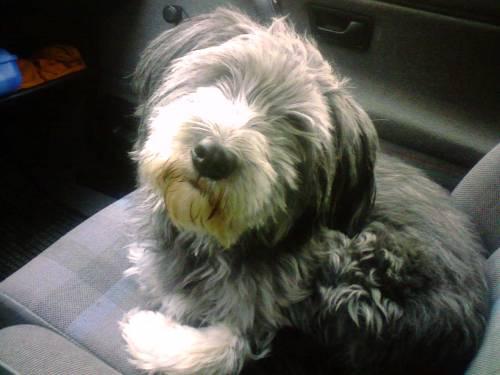 suesse_familien_huendin_phoebe_1