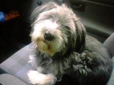 S�sse Familien H�ndin "PHOEBE"