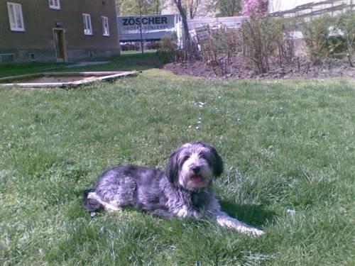 suesse_familien_huendin_phoebe_2