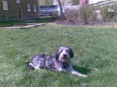 S�sse Familien H�ndin "PHOEBE"