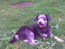 S�sse Familien H�ndin "PHOEBE"