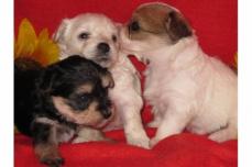 ♣♣♣♣♣♣♣♣♣Hurra die Biewer Yorkiie-Havaneser Zw