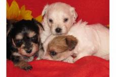 ♣♣♣♣♣♣♣♣♣Hurra die Biewer Yorkiie-Havaneser Zw