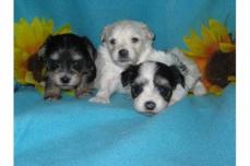 ♣♣♣♣♣♣♣♣♣Hurra die Biewer Yorkiie-Havaneser Zw