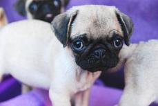 Zuckers��e Mops Welpen