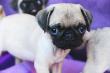 Zuckers��e Mops Welpen